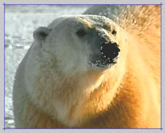Selection on Bear Image