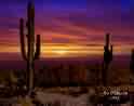 Desert Sunset