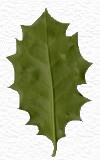 Leaf